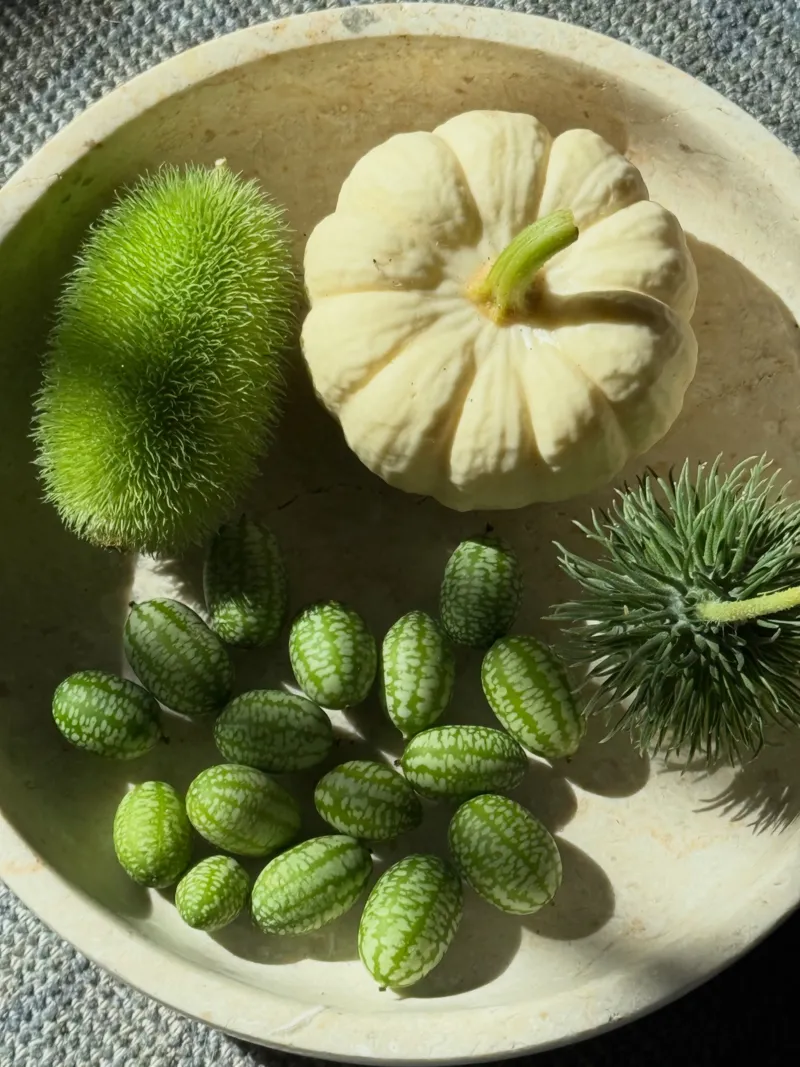 Agrostemma githago 'Bianca' – Corn Cockle Seeds – therapyofflowers.com