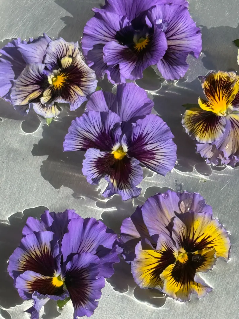 Viola x wittrockiana Atlas Black F1 | Striking Black Blooms for