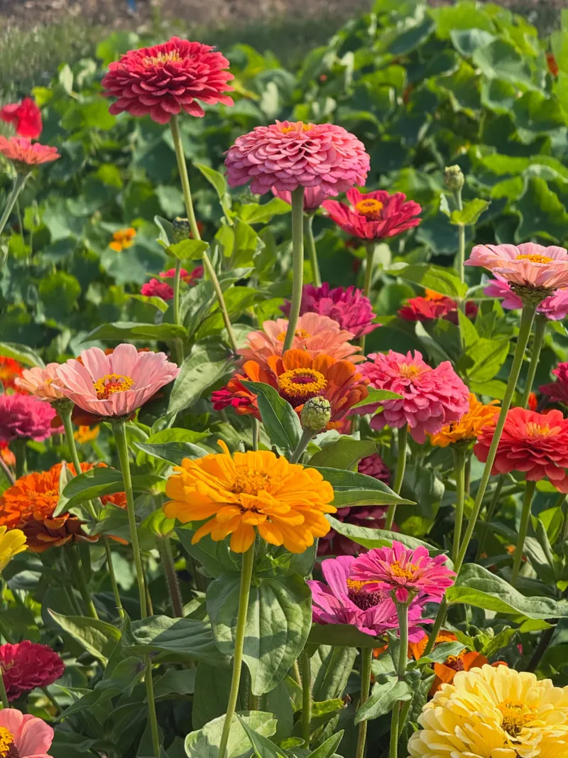 Tagetes patula Bonanza™ Deep Orange | French Marigold Seeds